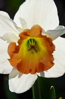 포토 JPG 해외이미지 식물 계절 꽃잎 꽃 백그라운드 오렌지 자연 사람없음 햇빛 태양 정원 맑음 봄 벚꽃 흰색 시간 개화 큼 과수원 묘사 수선화 내추럴 해외202004 해외포토 자연요소 컬러 농업 과일 날씨 크기 생태계 파일형식 이미지허브