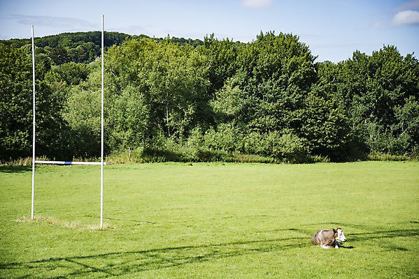 포토 JPG 해외이미지 동물 백그라운드 밭 농업 자연 영국 잉글랜드 풍경 사람없음 초록색 파란색 농장 머리 환경 검은색 소고기 우유 소 먹이 방목 동물상 밭일 찰과상 해외202004 해외포토 유럽 산업 컬러 포유류 유제품 육류 신체부위 조형물 축산업 상처 생태계 파일형식 이미지허브