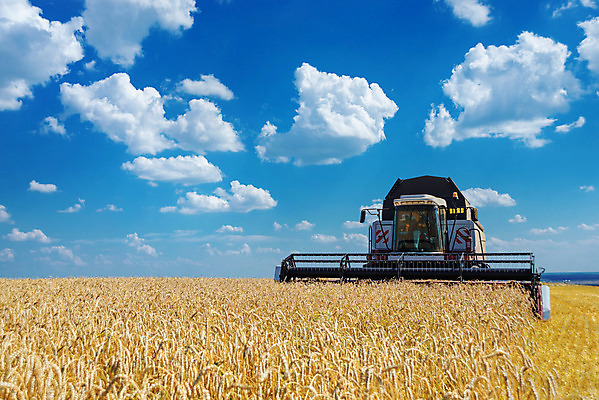 포토 JPG 해외이미지 식물 구름 계절 산업 음식 밭 농업 자연 하늘 옥수수 씨앗 풍경 사람없음 야외 여름 파란색 농작물 햇빛 농장 노란색 기계 수확 성장 시골 작업 황금 결합 낟알 땅 시리얼 밀 조경 먼지 장면 밀짚 호밀 해외202004 해외포토 자연요소 컬러 곡류 태양 짚 생태계 파일형식 이미지허브