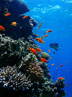 포토 JPG 해외이미지 바다 이집트 어류 사람없음 빨간색 수중 산호 해외202004 해외포토 컬러 아프리카 수중동물 자포동물 파일형식 이미지허브