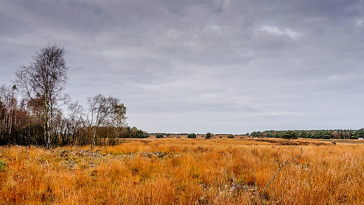 포토 JPG 해외이미지 나무 식물 구름 꽃 여행 밭 자연 하늘 종류 풍경 사람없음 야외 햇빛 황혼 성장 나뭇가지 시골 신선 언덕 네덜란드 자작나무 내추럴 땅바닥 해외202004 해외포토 자연요소 유럽 농업 바닥 태양 일몰 생태계 파일형식 이미지허브