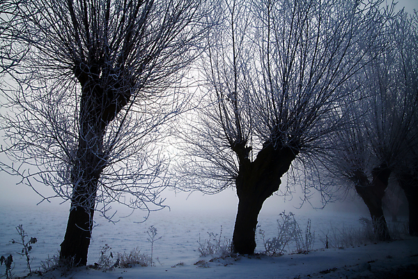 포토 JPG 해외이미지 겨울 아침 풍경 사람없음 태양 맑음 냉동 얼음 추위 12월 서리 폴란드 1월 2월 해외202004 해외포토 주간 자연요소 계절 유럽 날씨 날짜 파일형식 이미지허브