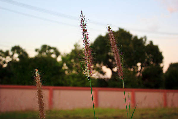 포토 JPG 해외이미지 나무 식물 디자인 배너 계절 꽃 실루엣 백그라운드 잎 꽃무늬 패턴 밭 일러스트 자연 날씨 추상 그림자 씨앗 풍경 잔디 사람없음 야외 장식 초록색 여름 평화 정원 검은색 봄 성장 가을 흰색 신선 숲 허브 그림 고립 해외202004 해외포토 컬러 컨셉 무늬 농업 촬영기법 생태계 파일형식 이미지허브