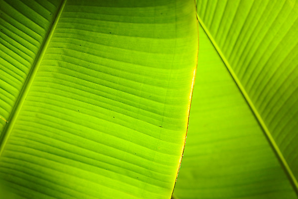 포토 JPG 해외이미지 나무 식물 계절 백그라운드 잎 패턴 농업 자연 벽지 추상 새로움 바나나 건강 손바닥 사람없음 야외 초록색 빛 햇빛 환경 정원 맑음 봄 줄무늬 활발 신선 숲 큼 묘사 유기농 질감 겹침 정맥 내추럴 해외202004 해외포토 손 웰빙 산업 컬러 컨셉 무늬 과일 날씨 태양 크기 생태계 혈관 파일형식 이미지허브