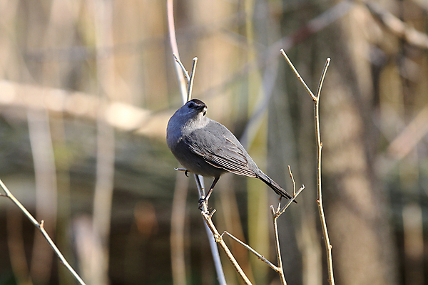 포토 JPG 해외이미지 야생동물 캐나다 밭 자연 조류 사람없음 봄 회색 숲 깃털 통나무 부름 북쪽 생태학 해외202004 해외포토 나무 동물 계절 교육 컬러 북아메리카 농업 모션 방향 생태계 파일형식 이미지허브