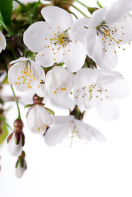 포토 JPG 해외이미지 꽃 백그라운드 자연 사람없음 우주 봄 흰색 체리 해외202004 해외포토 식물 계절 컬러 과일 생태계 파일형식 이미지허브