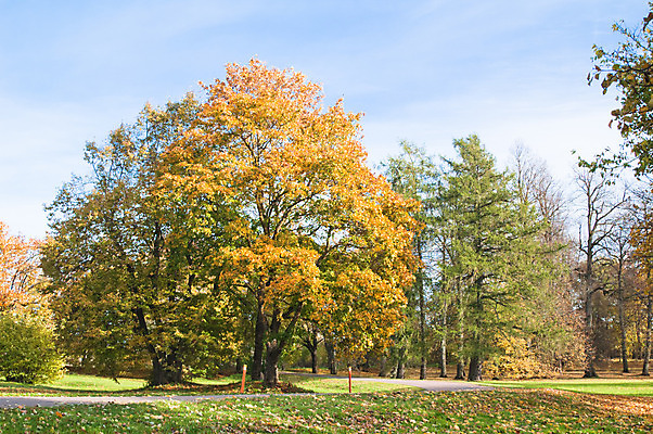 포토 JPG 해외이미지 나무 식물 계절 공원 길 호수 백그라운드 단풍 잎 오렌지 자연 하늘 그림자 풍경 사람없음 야외 목재 빨간색 초록색 파란색 빛 강 컬러풀 햇빛 반사 평화 침묵 활발 가을 나뭇가지 시골 황금 숲 11월 땅 장면 10월 내추럴 해외202004 해외포토 공공시설 컬러 컨셉 과일 재료 태양 소리 날짜 생태계 파일형식 이미지허브