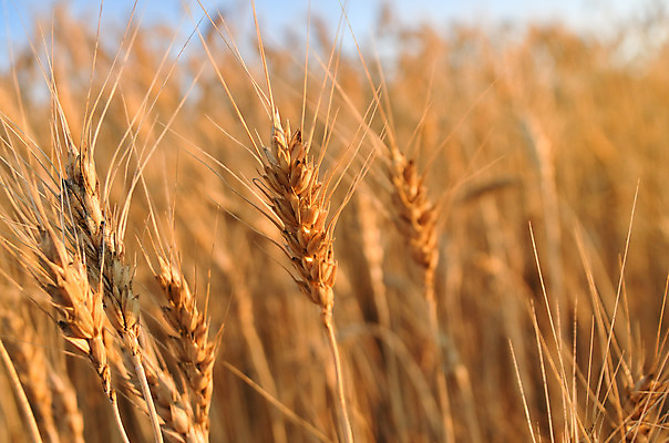포토 JPG 해외이미지 식물 계절 음식 빵 줄기 백그라운드 밭 농업 자연 하늘 건조 건강 옥수수 씨앗 풍경 사람없음 야외 여름 파란색 빛 농작물 햇빛 농장 농경지 노란색 맑음 수확 시골 황금 낟알 땅 시리얼 밀 유기농 보리 귀 스파이크 밀짚 내추럴 숙성 스텝 호밀 수평선 세련 해외202004 해외포토 웰빙 산업 컬러 날씨 곡류 신체부위 태양 짚 생태계 파일형식 이미지허브