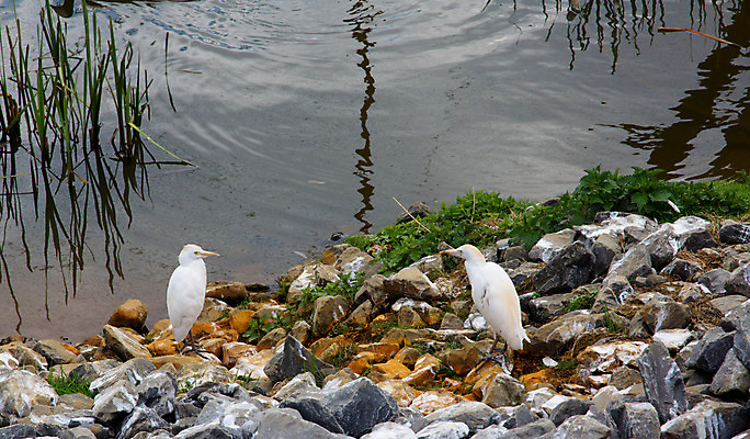 포토 JPG 해외이미지 동물 야생동물 자연 조류 휴식 풍경 사람없음 야외 물 반사 바위 흰색 작음 부리 해외202004 해외포토 자연요소 컬러 컨셉 돌_바위 크기 생태계 파일형식 이미지허브