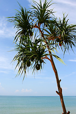 포토 JPG 해외이미지 나무 식물 구름 바다 백그라운드 패턴 오렌지 과일 태국 자연 건강 씨앗 사람없음 장식 빨간색 초록색 활발 나사 신선 소나무 열 그룹 닫기 약초 허브 유기농 질감 뿌리 지역 내추럴 해외202004 해외포토 자연요소 웰빙 아시아 컬러 컨셉 무늬 모션 공구 풀_식물 생태계 파일형식 이미지허브