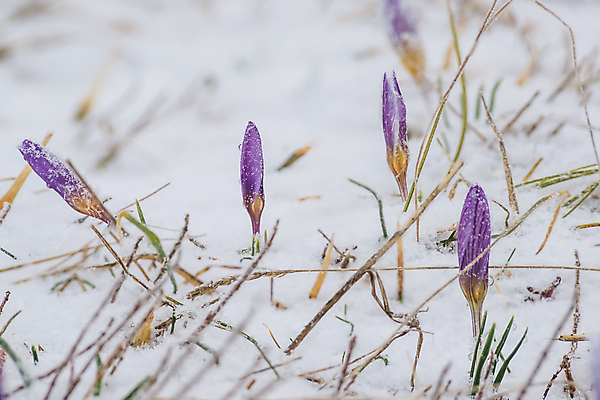 포토 JPG 해외이미지 디자인 꽃잎 꽃 분홍색 꽃다발 백그라운드 컨셉 잎 꽃무늬 자연 날씨 선물 사랑 사람없음 야외 목재 정원 맑음 냉동 희망 봄 벚꽃 흰색 신선 오픈 숲 서리 냄새 아로마 슛 부드러움 헌병 스타일 해외202004 해외포토 나무 식물 계절 감정 컬러 무늬 재료 군인 감각 생태계 파일형식 이미지허브