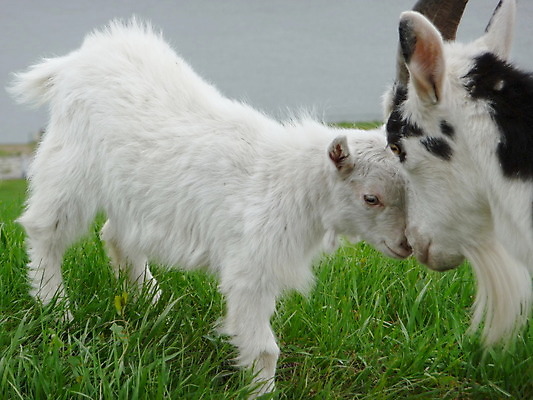포토 JPG 해외이미지 동물 커플 어린이 백그라운드 밭 농업 포유류 가족 자연 엄마 염소 수염 뿔 종류 사람없음 초록색 강 농장 우유 흰색 시골 쌍 동물상 해외202004 해외포토 산업 컬러 관계 유제품 사람 조형물 생태계 파일형식 이미지허브