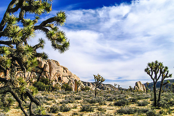 포토 JPG 해외이미지 여행 자연 풍경 사람없음 야외 하이킹 사막 캘리포니아 해외202004 해외포토 레저 미국 생태계 파일형식 이미지허브
