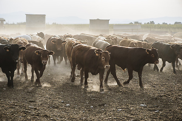 포토 JPG 해외이미지 동물 산업 음식 농업 포유류 자연 육류 사람없음 농장 농경지 검은색 가축 목장 소고기 우유 시골 소 카우보이 황소 송아지 밭일 해외202004 해외포토 새끼 컬러 식재료 유제품 생태계 파일형식 이미지허브