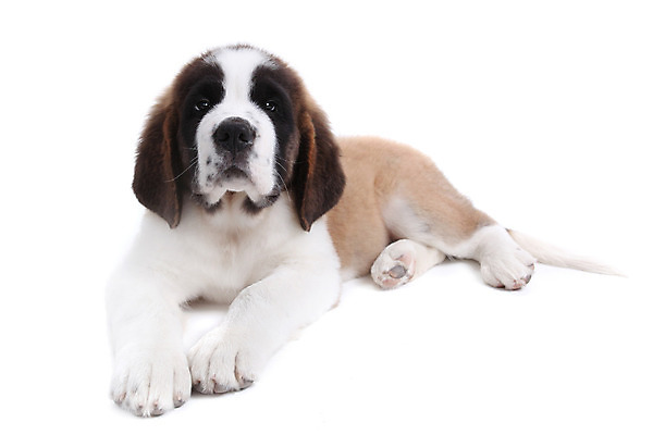 포토 JPG 해외이미지 동물 행복 새끼 포유류 사람없음 반려동물 흰색 성자 개 달콤 강아지 송곳니 고립 기르기 복종 유래 해외202004 해외포토 감정 종교 컬러 맛 치아 돌봄 파일형식 이미지허브