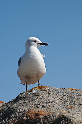 포토 JPG 해외이미지 갈매기 조류 하늘 사람없음 깃털 남아프리카 해외202004 해외포토 동물 아프리카 파일형식 이미지허브