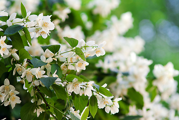 포토 JPG 해외이미지 식물 공원 꽃 하늘 사람없음 여름 정원 봄 흰색 나뭇가지 냄새 고립 해외202004 해외포토 나무 계절 공공시설 컬러 파일형식 이미지허브