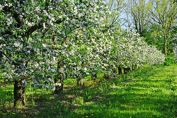 포토 JPG 해외이미지 나무 식물 계절 꽃잎 행복 꽃무늬 자연 친절 따뜻함 사람없음 야외 초록색 햇빛 정원 봄 나뭇가지 신선 개화 달콤 사과 과수원 5월 원예 꽃가루 세련 해외202004 해외포토 꽃 감정 컬러 무늬 농업 과일 취미 태양 날짜 맛 가루 생태계 파일형식 이미지허브