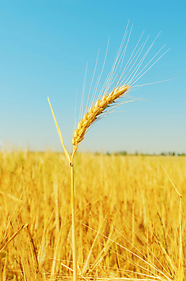 포토 JPG 해외이미지 식물 구름 계절 음식 빵 줄기 백그라운드 밭 농업 자연 하늘 건조 건강 옥수수 씨앗 풍경 사람없음 야외 여름 파란색 빛 농작물 햇빛 농장 농경지 노란색 맑음 수확 성장 시골 뜨거움 황금 낟알 땅 시리얼 밀 보리 귀 장면 내추럴 숙성 수평선 해외202004 해외포토 자연요소 산업 컬러 날씨 곡류 신체부위 태양 생태계 파일형식 이미지허브