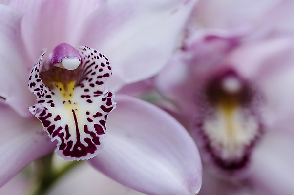 포토 JPG 해외이미지 식물 꽃 자연 주택 사람없음 장식 컬러풀 봄 난초 묘사 원예 해외202004 해외포토 계절 컬러 취미 건물 생태계 파일형식 이미지허브