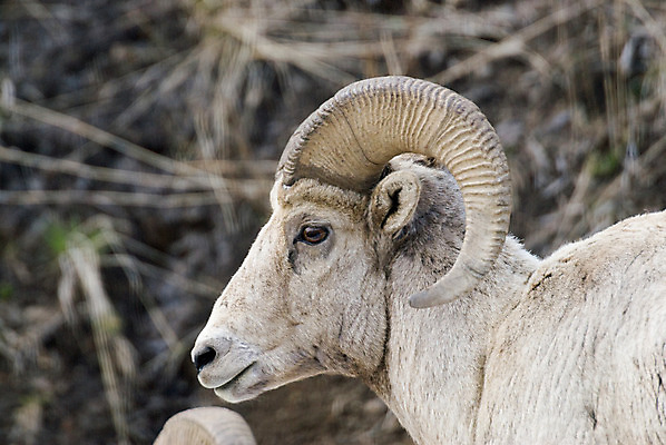 포토 JPG 해외이미지 주간 동물 야생동물 여행 자연 뿔 사람없음 야외 미국 양 황무지 와이오밍 해외202004 해외포토 자연요소 북아메리카 포유류 생태계 파일형식 이미지허브