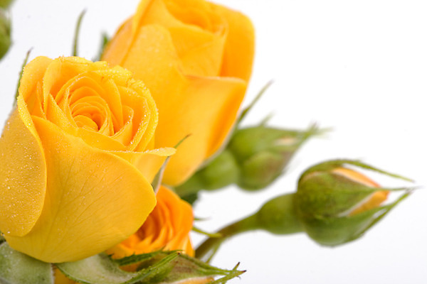 포토 JPG 해외이미지 식물 기념일 꽃 꽃다발 결혼 백그라운드 잎 꽃무늬 자연 발렌타인데이 선물 사람없음 장식 초록색 컬러풀 장미 노란색 봄 벚꽃 흰색 축하 신선 우아함 고립 해외202004 해외포토 계절 컬러 컨셉 무늬 데이이벤트 이벤트 생태계 파일형식 이미지허브