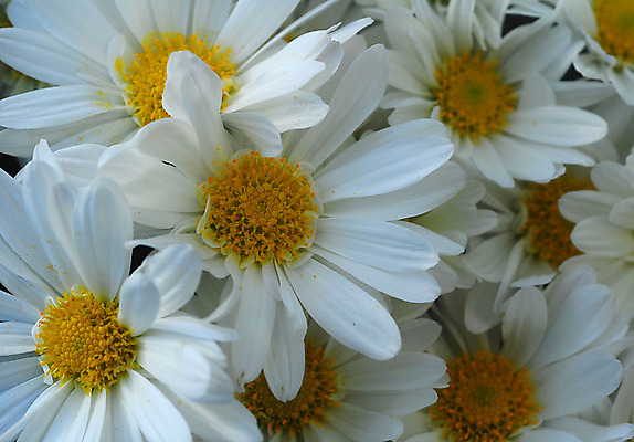 포토 JPG 해외이미지 식물 꽃 자연 사람없음 노란색 정원 봄 흰색 원예 데이지 거베라 해외202004 해외포토 계절 컬러 취미 생태계 파일형식 이미지허브