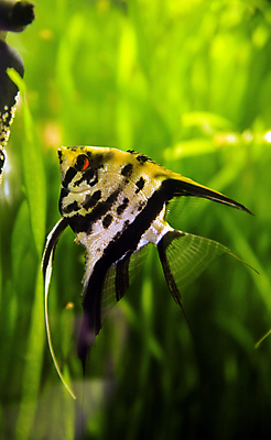 포토 JPG 해외이미지 식물 동물 1 야생동물 백그라운드 자연 어류 취미 사람없음 옆모습 장식 물 반려동물 노란색 수중 수영 활발 연못 변화 큼 눈금 꼬리 지느러미 수족관 고립 깊이 민물 소금물 이국적 해외202004 해외포토 자연요소 뷰포인트 컬러 컨셉 수중동물 수상스포츠 크기 생태계 파일형식 이미지허브