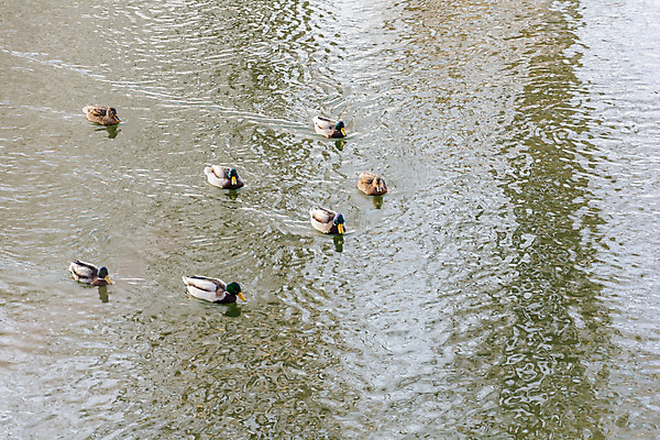 포토 JPG 해외이미지 구름 계절 겨울 자연 하늘 날씨 오리 풍경 사람없음 강 햇빛 태양 냉동 산책 추위 나뭇가지 숲 서리 화창 해외202004 해외포토 자연요소 나무 조류 휴식 생태계 파일형식 이미지허브