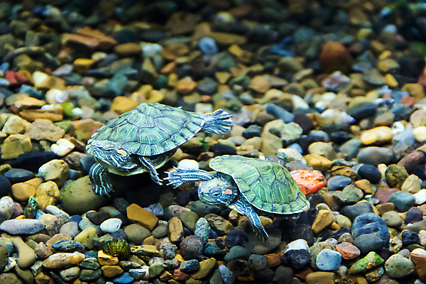 포토 JPG 해외이미지 바다 파충류 바닥 사람없음 물 바위 아래 수족관 해외202004 해외포토 자연요소 동물 돌_바위 방향 위치 파일형식 이미지허브