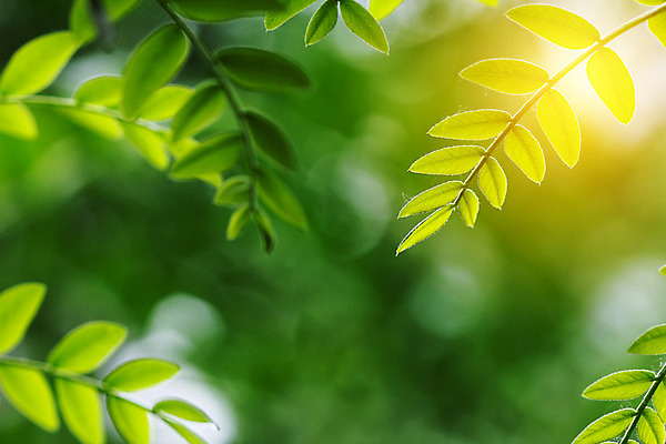 포토 JPG 해외이미지 식물 단풍 잎 농업 자연 사람없음 초록색 컬러풀 환경 정원 봄 성장 신선 허브 원예 질감 화단 광합성 해외202004 해외포토 계절 산업 컬러 취미 생태계 파일형식 이미지허브