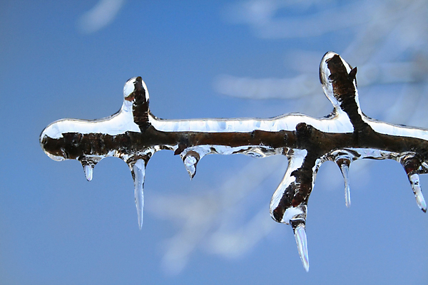 포토 JPG 해외이미지 계절 겨울 유리 사람없음 물 파란색 냉동 얼음 흐름 추위 나뭇가지 투명 크리스탈 감옥 윤곽 폭풍 해외202004 해외포토 자연요소 나무 컬러 컨셉 재질 날씨 광석 파일형식 이미지허브