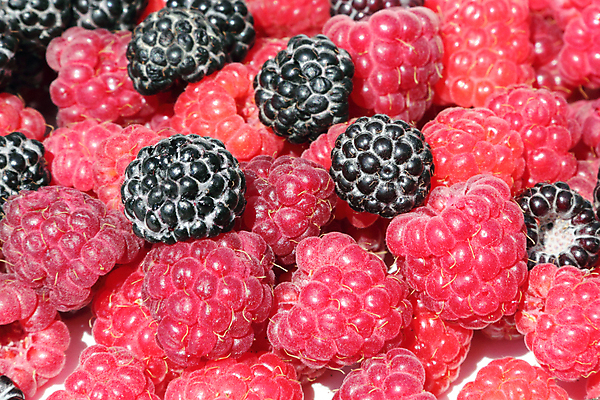 포토 JPG 해외이미지 열매 음식 백그라운드 농업 다이어트 과일 디저트 건강 사람없음 빨간색 여름 컬러풀 정원 검은색 모임 신선 그룹 달콤 맛 먹기 유기농 원예 산딸기 블랙베리 내추럴 숙성 식욕 식용 원예사 특별함 해외202004 해외포토 식물 직업 웰빙 계절 산업 컬러 컨셉 모션 취미 파일형식 이미지허브