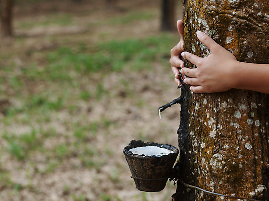 포토 JPG 해외이미지 주간 손 포옹 야외 신체부위 고무나무 수액 수액채취 해외202004 해외포토 자연요소 나무 안기 사람 파일형식 이미지허브