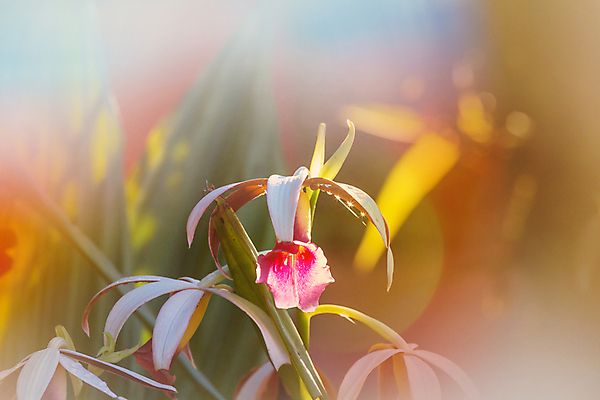 포토 JPG 해외이미지 식물 기념일 꽃 아시아 태국 자연 선물 미술 사람없음 장식 상점 난초 우아함 닫기 보석 심플 여왕 내추럴 해외202004 해외포토 나라 컨셉 모션 문화예술 이벤트 광석 생태계 파일형식 이미지허브