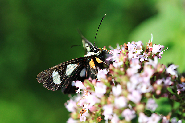 포토 JPG 해외이미지 동물 꽃 야생동물 곤충 날개 자연 생물 안테나 사람없음 빨간색 초록색 여름 컬러풀 갈색 노란색 검은색 흰색 해충 벌레 묘사 나방 내추럴 해외202004 해외포토 식물 계절 컬러 통신 생태계 파일형식 이미지허브