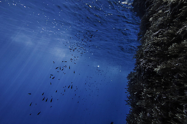 포토 JPG 해외이미지 디자인 바다 컨셉 학교 표면 어류 미술 풍경 사람없음 물 파란색 수중 수영 스노클링 잠수함 생물학 암초 내추럴 깊이 동물상 해외202004 해외포토 자연요소 교육 컬러 문화예술 조형물 수중동물 수상스포츠 파일형식 이미지허브