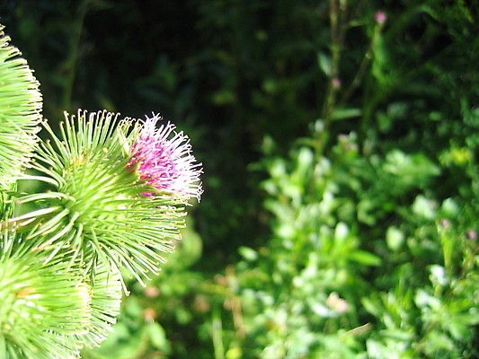 포토 JPG 해외이미지 나무 꽃 잎 사람없음 초록색 봄 게 흰색 하트 나무껍질 해외202004 해외포토 모양 식물 계절 컬러 갑각류 껍질 파일형식 이미지허브