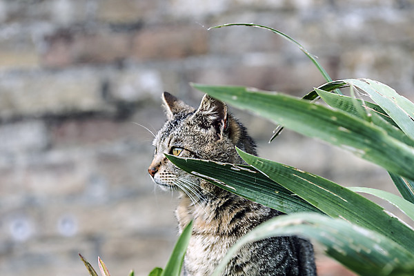 포토 JPG 해외이미지 동물 응시 음식 벽 백그라운드 잎 자연 날씨 앉기 사람없음 야외 초록색 햇빛 카메라 고양이 줄무늬 젖음 에너지 시골 코 귀 동정 해외202004 해외포토 식물 시선 컬러 무늬 포유류 모션 신체부위 전자제품 반려동물 태양 생태계 파일형식 이미지허브