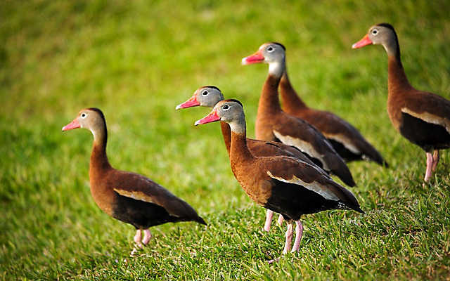 포토 JPG 해외이미지 동물 여자 남자 야생동물 백그라운드 자연 조류 오리 건강 사람없음 야외 초록색 물 갈색 노란색 머리 검은색 수영 흰색 연못 5 물새 청둥오리 내추럴 고립 줄서기 해외202004 해외포토 자연요소 컬러 모션 사람 신체부위 숫자 수상스포츠 생태계 파일형식 이미지허브