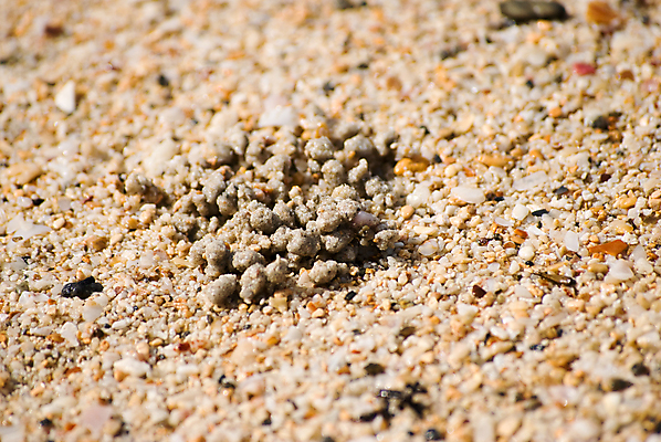 포토 JPG 해외이미지 동물 야생동물 어린이 모래 바다 여행 백그라운드 태국 자연 추상 뿔 나선형 손바닥 사람없음 야외 그래픽 컬러풀 게 유령 오브젝트 질감 해외202004 해외포토 손 아시아 컬러 무늬 갑각류 사람 생태계 파일형식 이미지허브