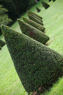 포토 JPG 해외이미지 나무 식물 공원 유럽 길 선 잎 밭 곡선 자연 풍경 잔디 사람없음 야외 초록색 여름 울타리 상자 정원 침묵 소나무 그룹 숲 관목 원예 장면 상록수 침엽수 전나무 원뿔 내추럴 영원 세련 해외202004 해외포토 도형 계절 공공시설 나라 컬러 농업 취미 담장 소리 생태계 파일형식 이미지허브