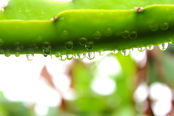 포토 JPG 해외이미지 식물 백그라운드 컨셉 잎 자연 추상 건강 사람없음 초록색 여름 환경 봄 성장 흰색 신선 차 이슬 허브 유기농 질감 내추럴 고립 해외202004 해외포토 웰빙 계절 음료 컬러 무늬 생태계 파일형식 이미지허브