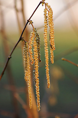 포토 JPG 해외이미지 나무 식물 계절 남자 꽃 사람없음 목재 갈색 노란색 정원 봄 견과류 나뭇가지 수분 관목 속도 꽃가루 내추럴 와인오프너 개암나무 해외202004 해외포토 컬러 재료 사람 가루 병따개 파일형식 이미지허브