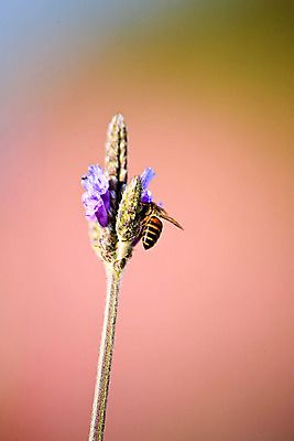 포토 JPG 해외이미지 식물 영어 꽃 유럽 여행 백그라운드 꽃무늬 밭 농업 자연 바람 영국 잉글랜드 사람없음 초록색 파란색 농작물 농장 정원 보라색 목욕 봄 프랑스 벚꽃 시골 불기 허브 제비꽃 향수 향기 아로마 비누 향 꿀 아로마테라피 라벤더 내추럴 프로방스 해외202004 해외포토 자연요소 문자 계절 나라 산업 컬러 무늬 모션 날씨 위생용품 청결 화장품 생태계 냄새 테라피 파일형식 이미지허브