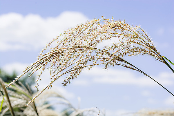 포토 JPG 해외이미지 디자인 꽃 하늘 건조 사람없음 파란색 흰색 닫기 해외202004 해외포토 식물 컬러 모션 파일형식 이미지허브