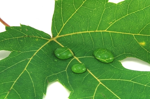 포토 JPG 해외이미지 나무 식물 줄기 단풍 잎 자연 사람없음 야외 초록색 물 평화 환경 정원 활발 젖음 흰색 물방울 신선 닫기 떨어짐 이슬 작음 수분 순수 묘사 유기농 부드러움 내추럴 고립 블러 생태학 해외202004 해외포토 자연요소 웰빙 교육 컬러 컨셉 모션 감각 크기 생태계 파일형식 이미지허브