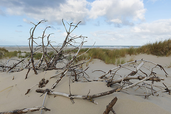 포토 JPG 해외이미지 나무 식물 건축물 모래 파도 바다 조각 섬 자연 파노라마 풍경 사람없음 목재 물 농작물 모래사장 희망 껍질 나뭇가지 죽음 헬멧 모래언덕 나무껍질 내추럴 서쪽 작살 해외202004 해외포토 자연요소 건축 감정 농업 재료 촬영기법 보호장비 방향 언덕 생태계 파일형식 이미지허브