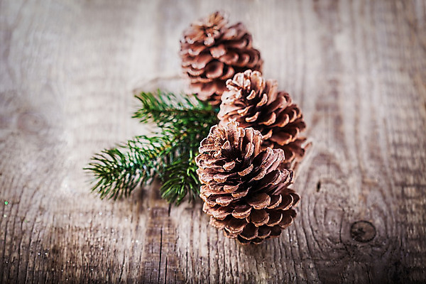 포토 JPG 해외이미지 나무 계절 크리스마스 자연 날씨 휴가 프레임 씨앗 사람없음 목재 초록색 갈색 나뭇가지 그룹 모서리 솔방울 정물화 카피스페이스 해외202004 해외포토 식물 기념일 컬러 재료 공백 그림 생태계 파일형식 이미지허브