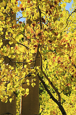 포토 JPG 해외이미지 나무 잎 오렌지 자연 산 풍경 사람없음 야외 초록색 컬러풀 햇빛 태양 노란색 미국 가을 황무지 닫기 숲 지역 반대 파열 전국 콜로라도 해외202004 해외포토 자연요소 식물 계절 컬러 북아메리카 과일 모션 생태계 파일형식 이미지허브